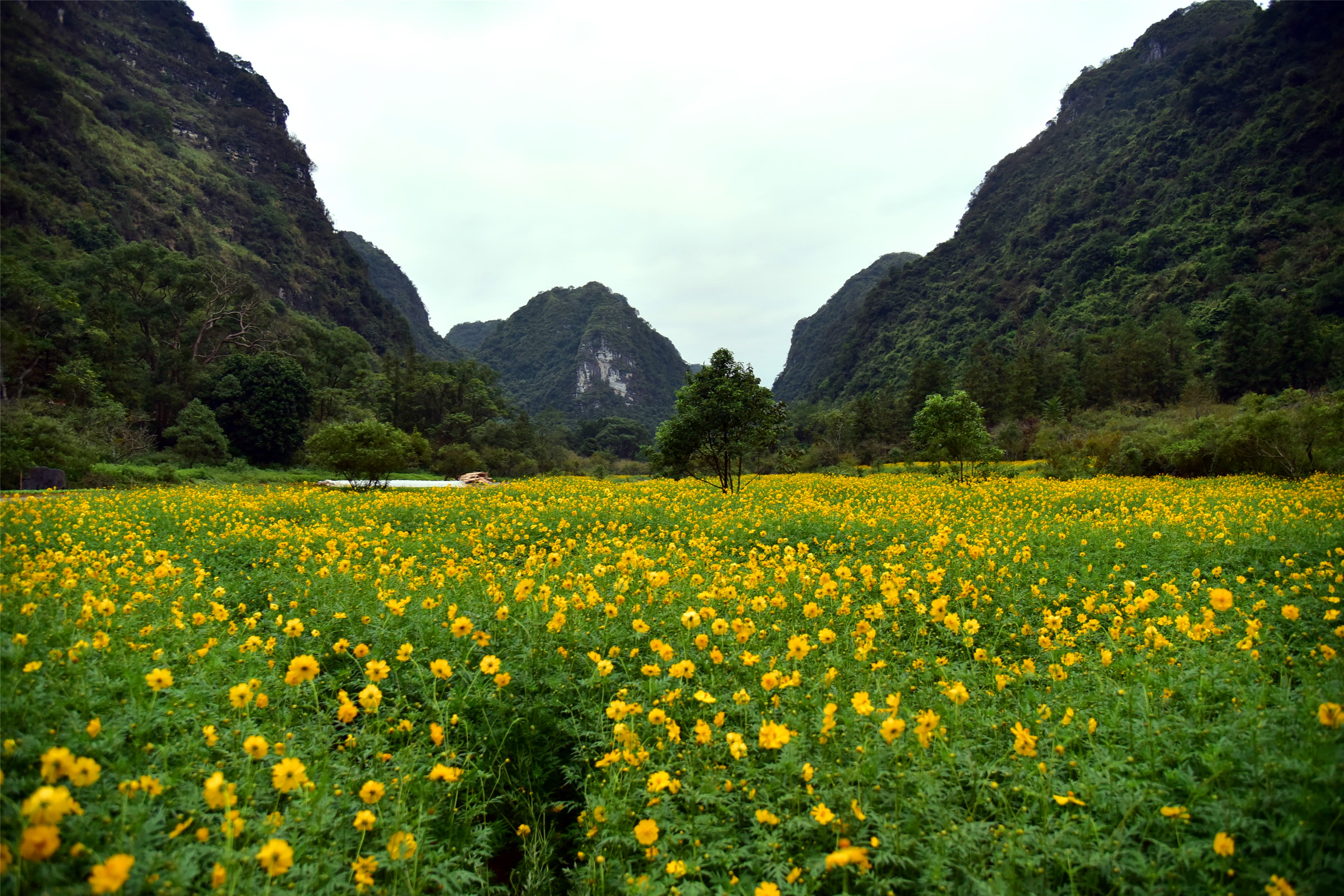 沿着山间小径来到寻源谷花海,可以看到满山满谷都植