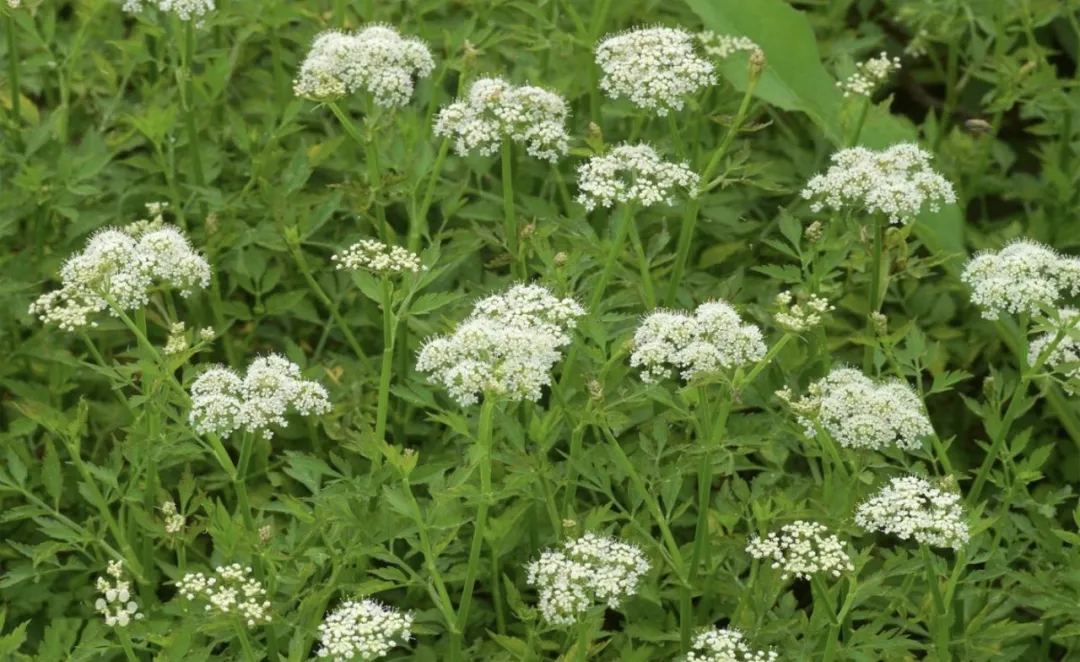 曹雪芹对“芹”情有独钟，红楼梦「水芹」中药故事