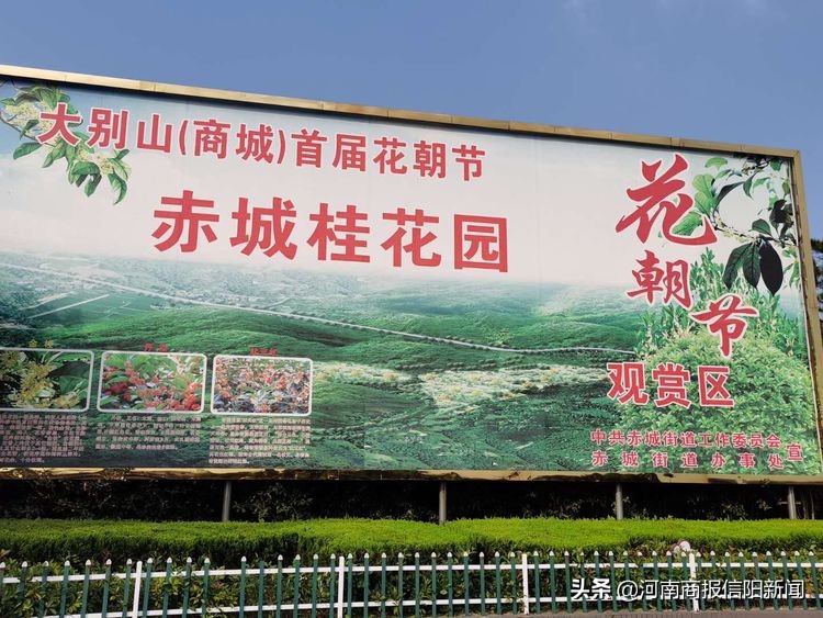 范东升：商城八月桂花遍地开