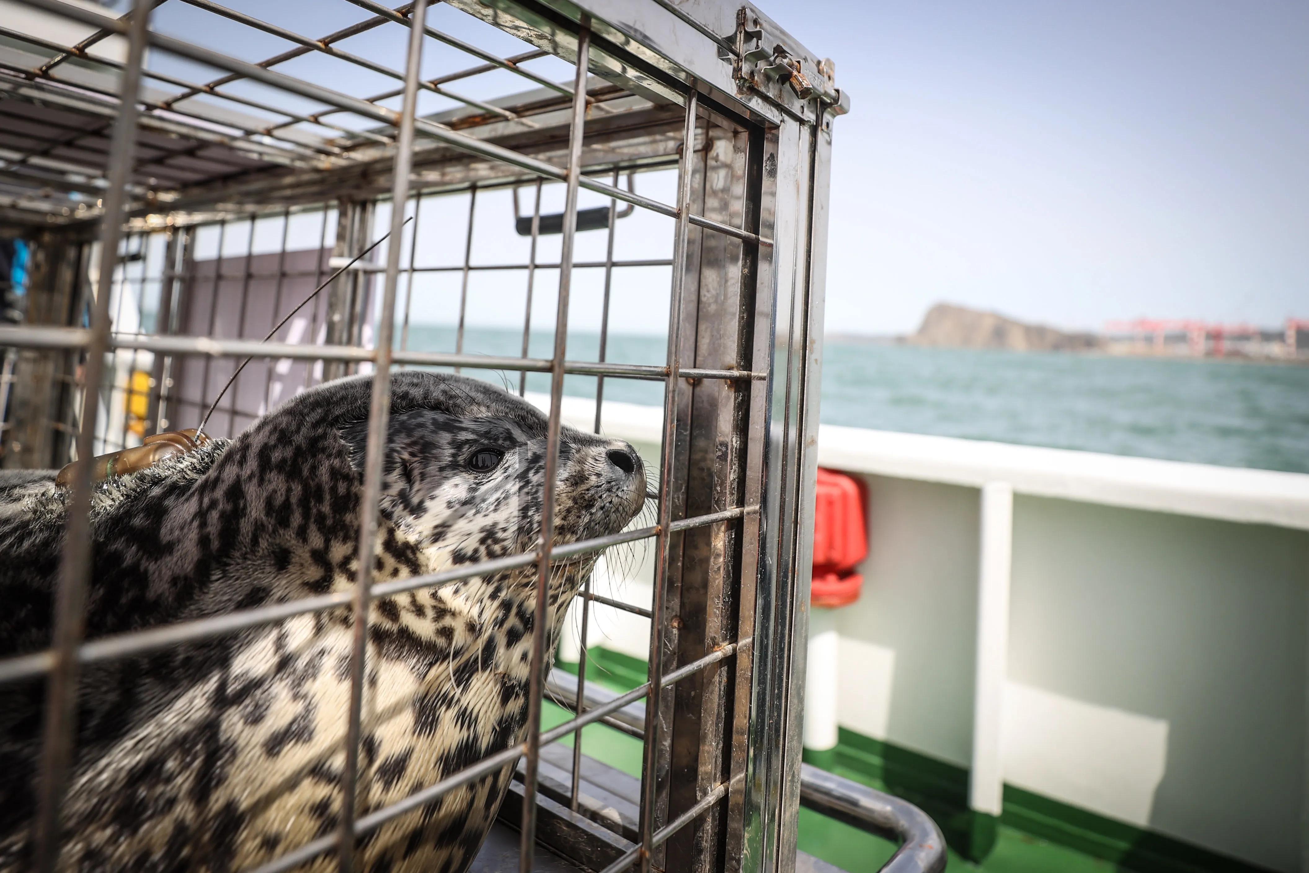 大连圣亚送“海上大熊猫”回家——8只斑海豹今日放归大海