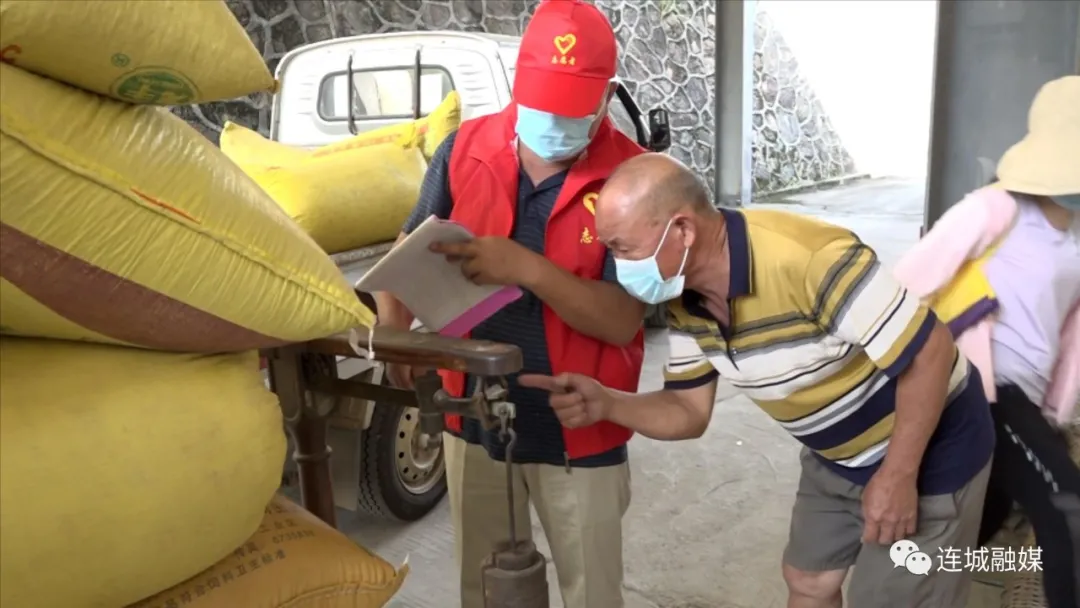 防疫不误农时 连城县夏粮收购全面开启