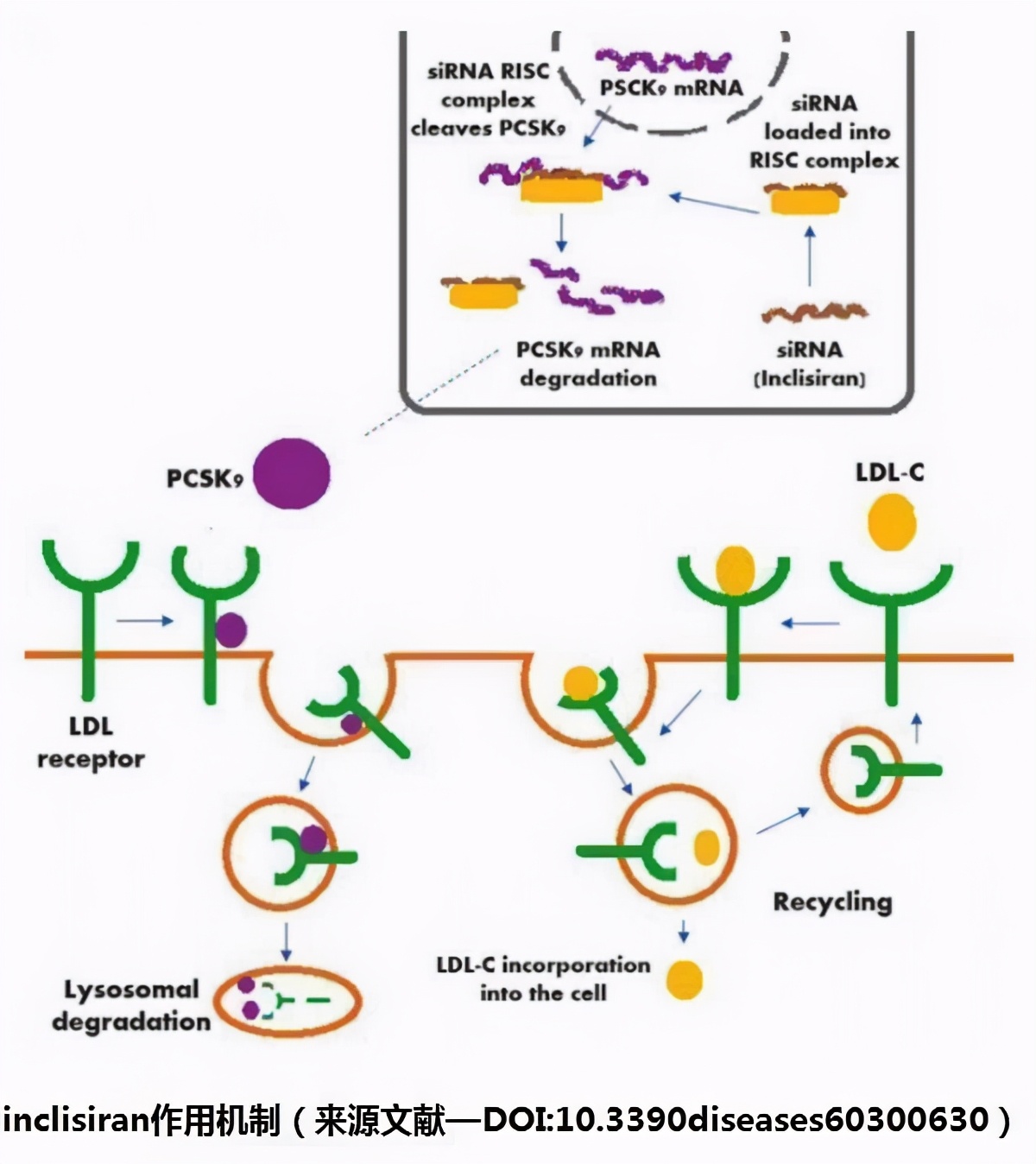 一年皮下注射2次！诺华开创降胆固醇药物获欧盟推荐批准