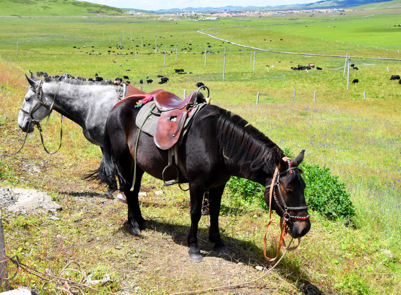 四川旅游：走进阿坝州红原大草原（图）