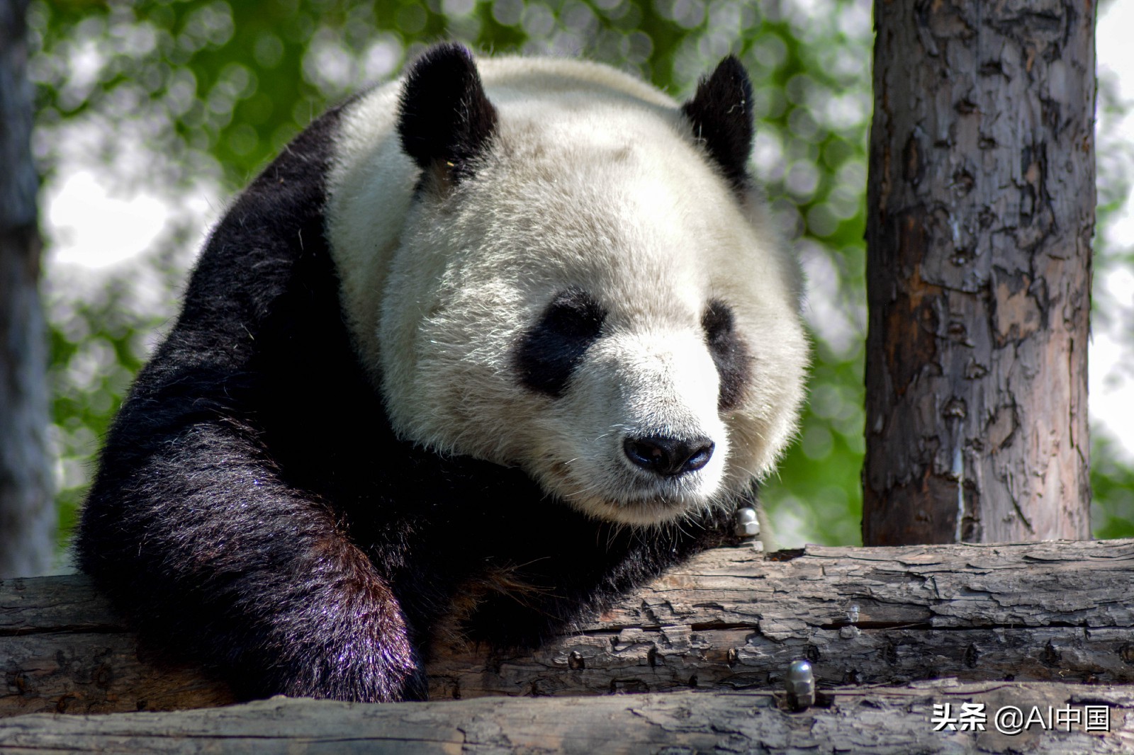 做一个Pandas专家，教你如何用它高效处理大量数据