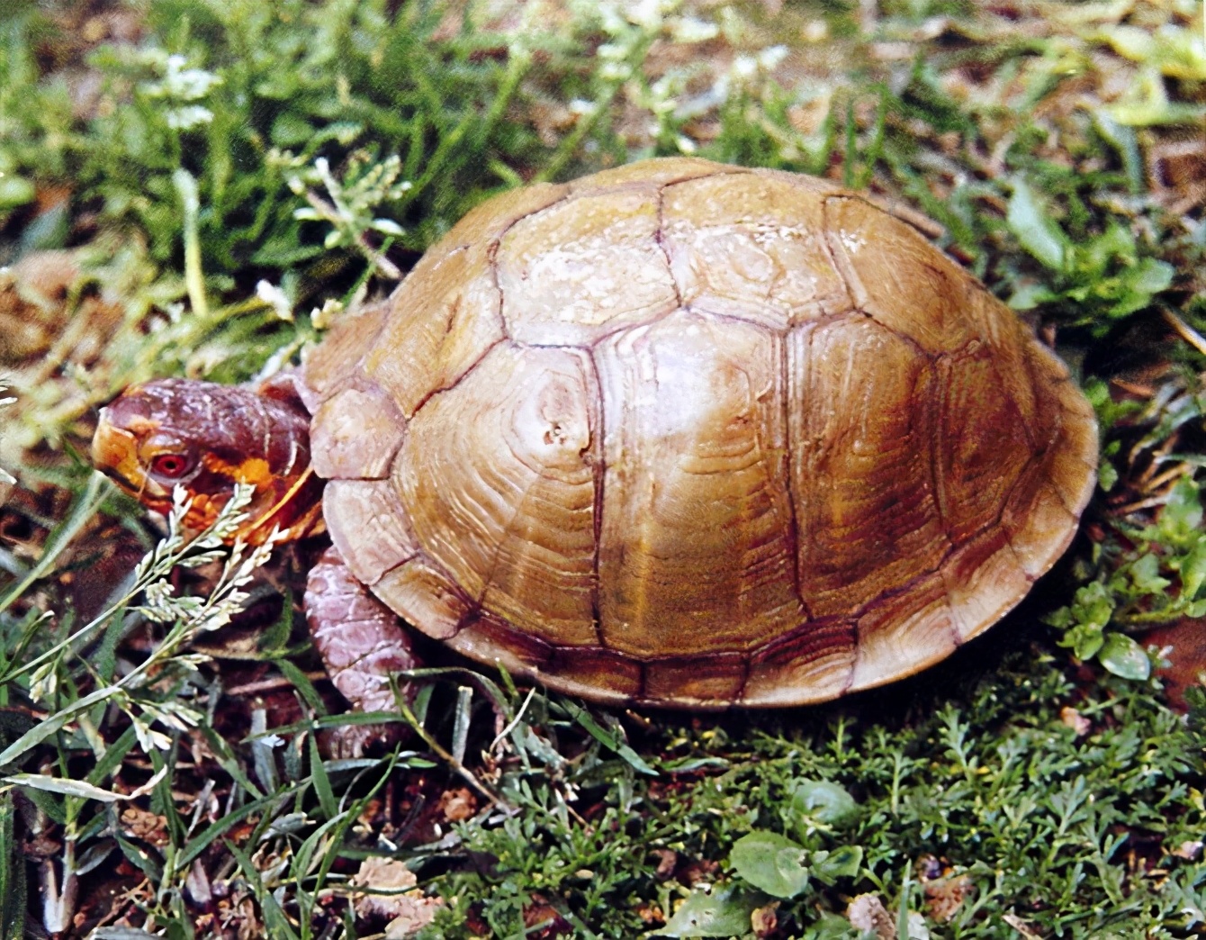 摩尔希腊陆龟 testudo graeca graeca欧洲龟emys orbicularis豹龟