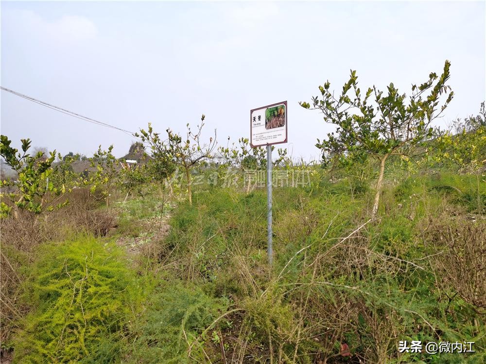 巩固“全国基层中医药工作先进单位”建设成果：内江种植中药材面积达30余万亩