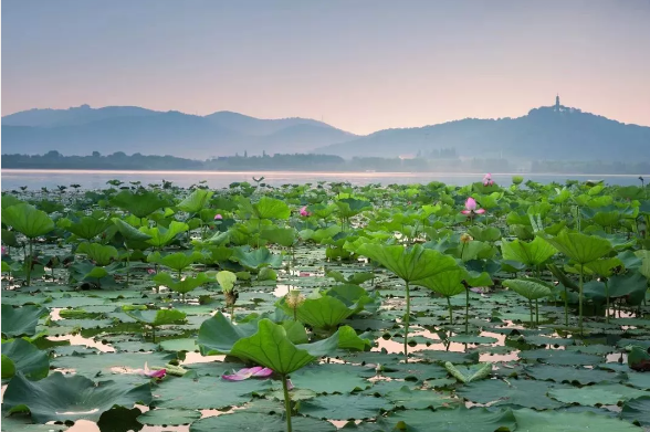 苏州葫芦岛芙蓉园好玩吗（看看2020年的葫芦岛芙蓉园，东太湖，石湖公园，震泽公园）