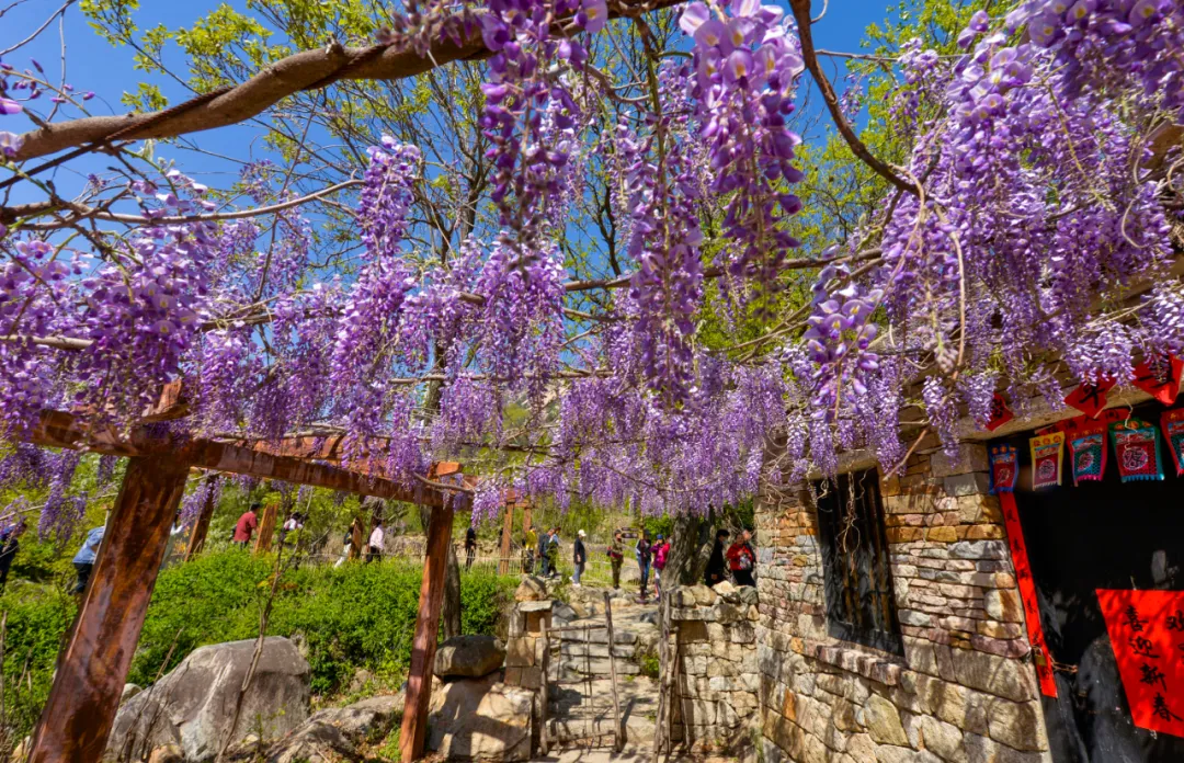 花开春盛游人醉！本周末天蒙山再迎“踏青赏花游”客流小高峰！