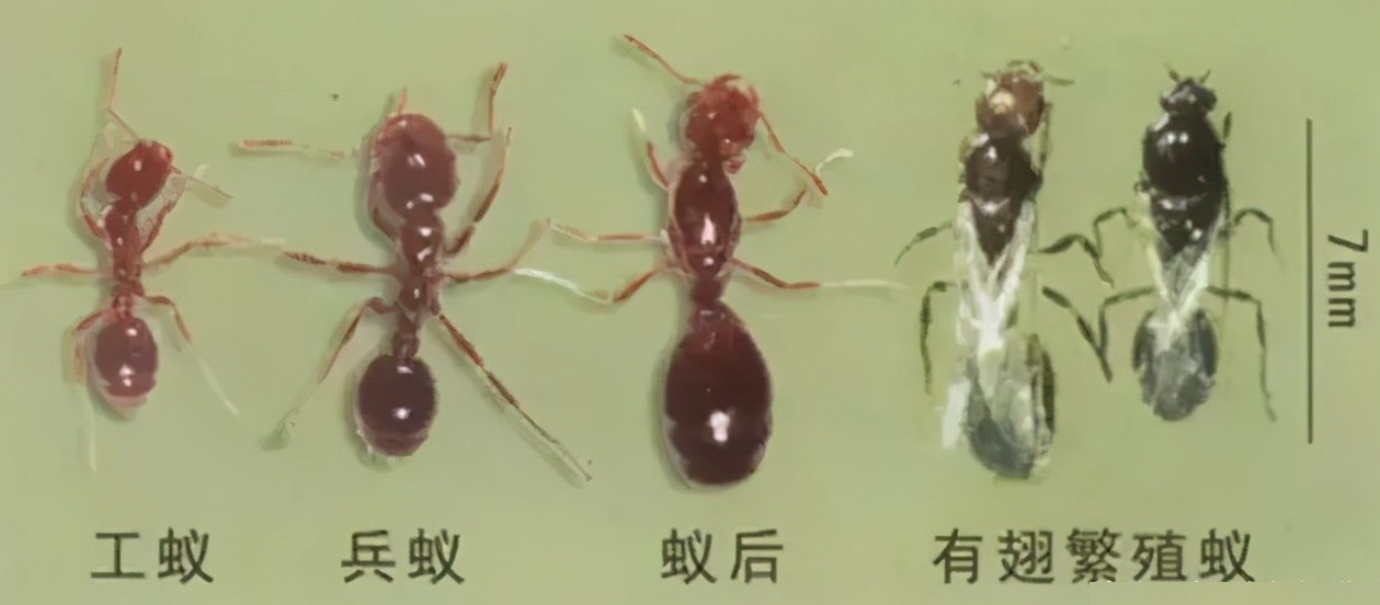 红火蚁位列最危险入侵物种红火蚁入侵中国12省最严重的是哪红火蚁咬后