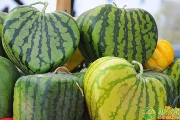 心形西瓜是怎么种出来的？心形西瓜的种植前景