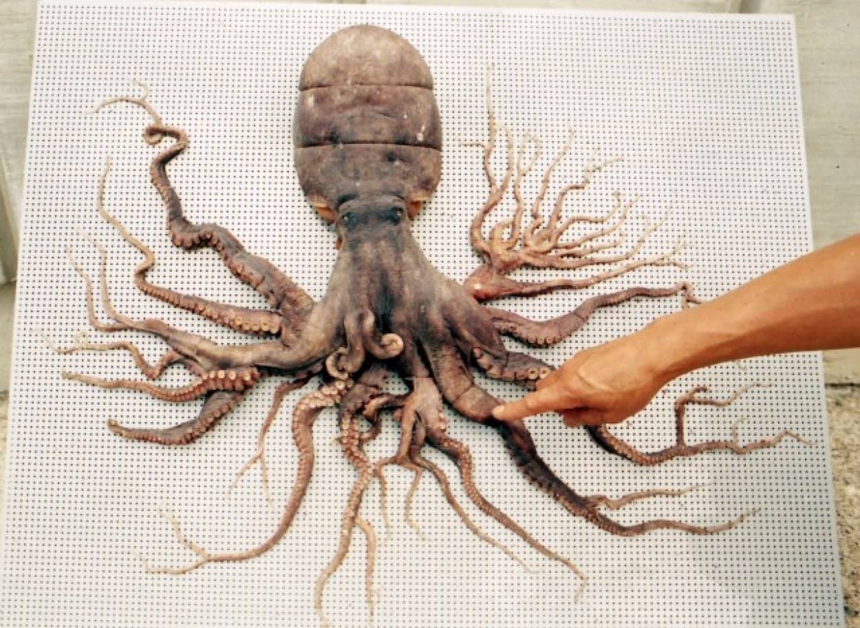 32条腿章鱼被发现，是日本核废水还是演化失误？它竟不是腿最多的