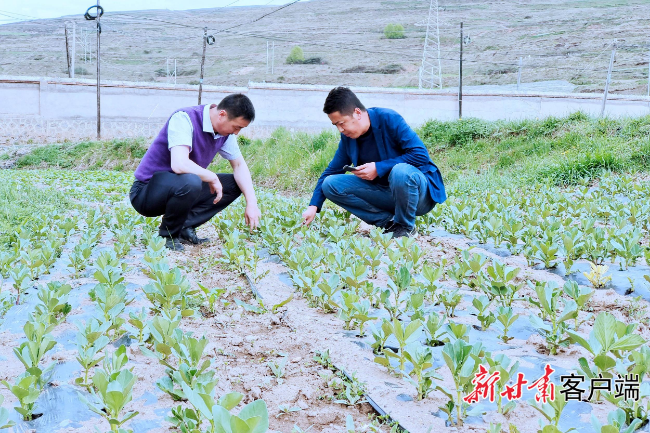 临潭：高原藜麦落地“生金” 杂粮不“小”蚕豆“出国”