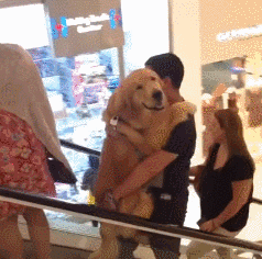 救命！阿拉斯加向我撒娇求抱，然后，我的腰断了