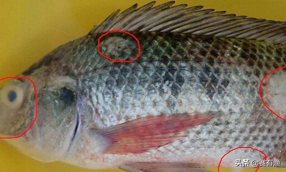 车轮虫是由什么引起的 消灭车轮虫病用什么药