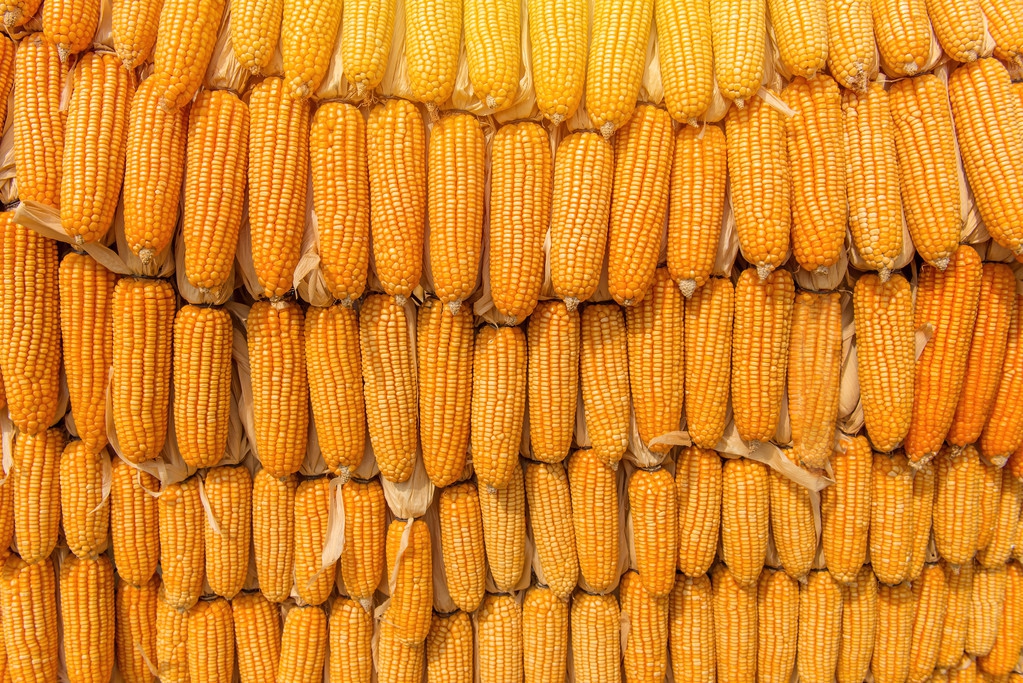 玉米价格上涨幅度每吨千元，背后是什么原因呢？跟产量没关系