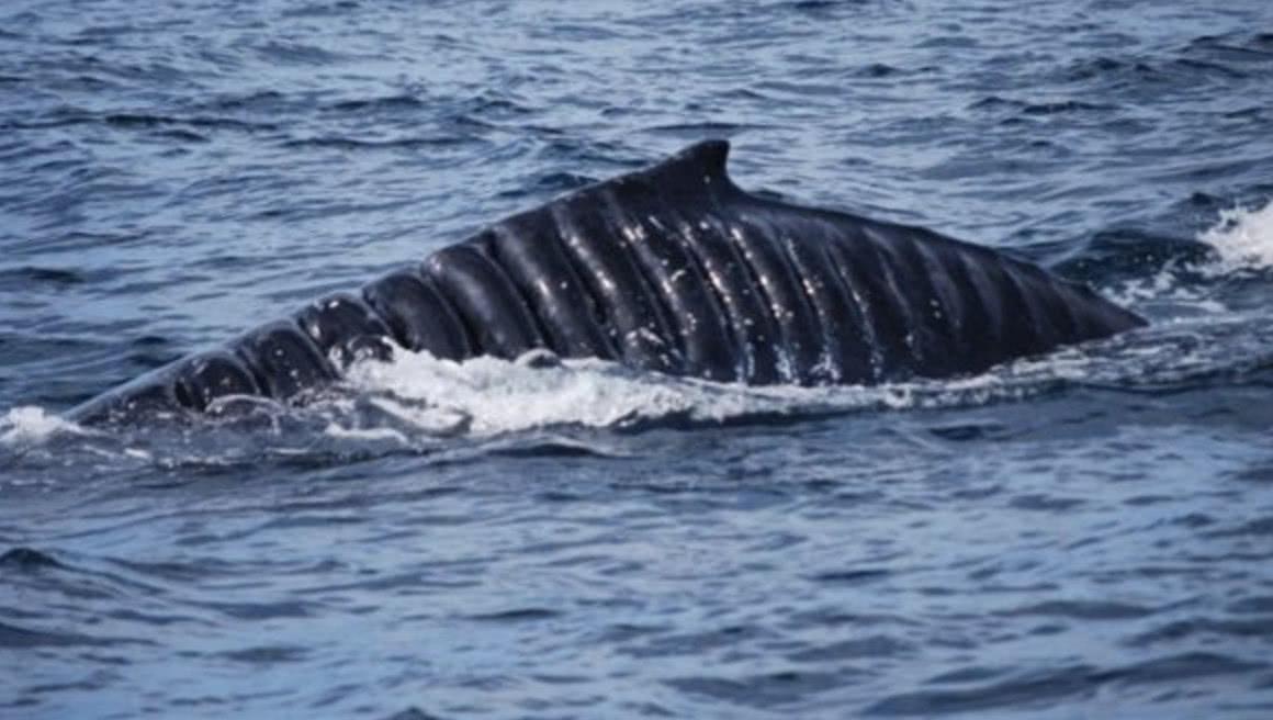 航空母舰的螺旋桨有多可怕？看看这些海洋生物