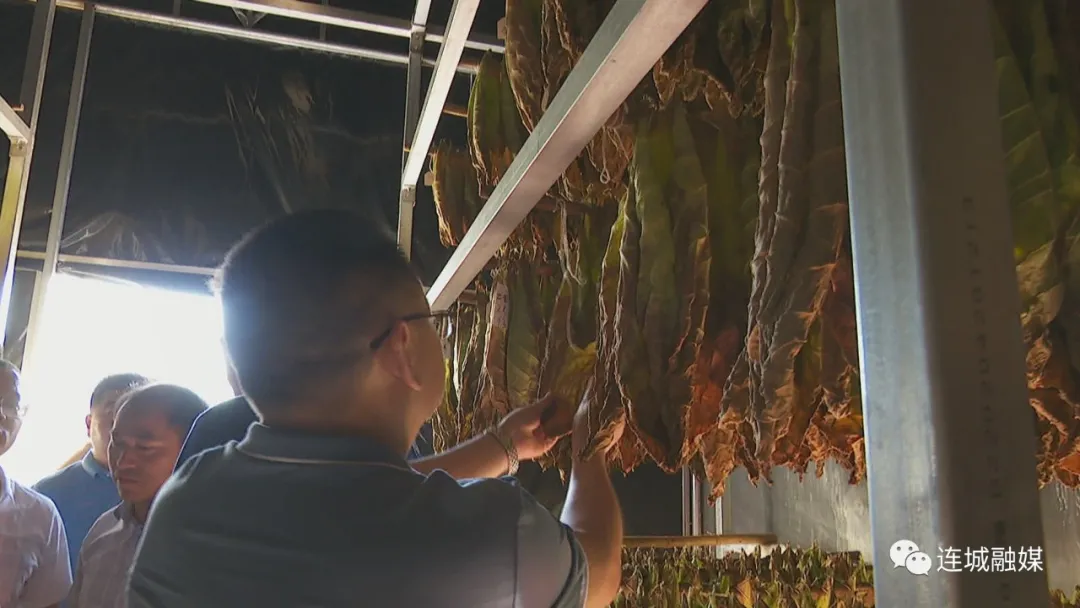 四川中烟调研组到连城县调研指导雪茄烟试种工作