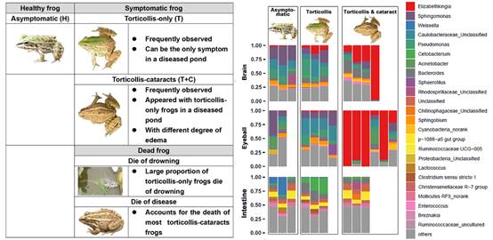 解析：黑斑蛙养殖中脑膜炎疾病(青蛙“歪头病”)的致病机理
