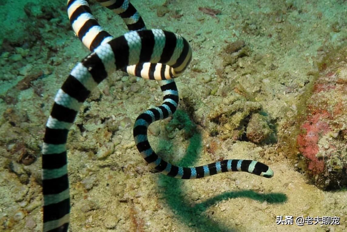 中国十大毒蛇之青环海蛇,毒液毒性有