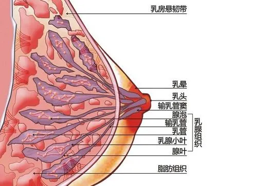 女人怀孕怎么保持大胸 这样做乳房护理让胸部挺立