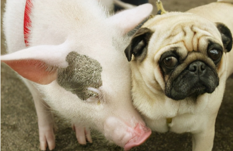 狗狗能不能吃猪肉？为什么狗粮中看不到猪肉的成分？