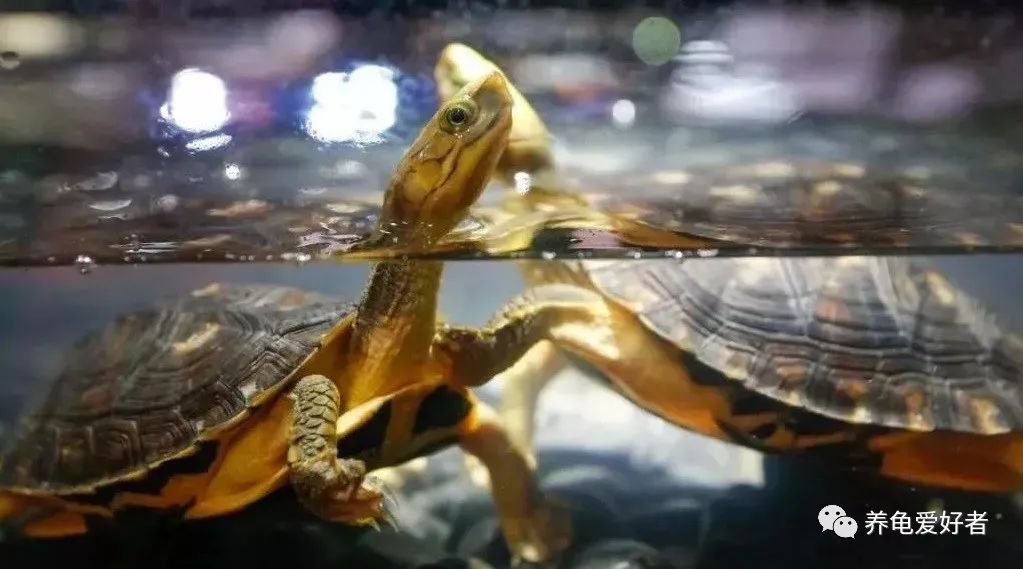 烏龜怕冷還是怕熱呢，跟你最初想的一樣嗎？