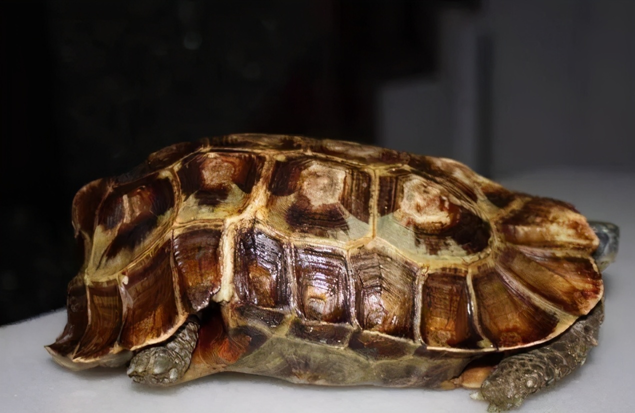 非洲折背陆龟包兰格海角陆龟几何陆龟伯格海角陆龟扁尾陆龟荷叶陆龟