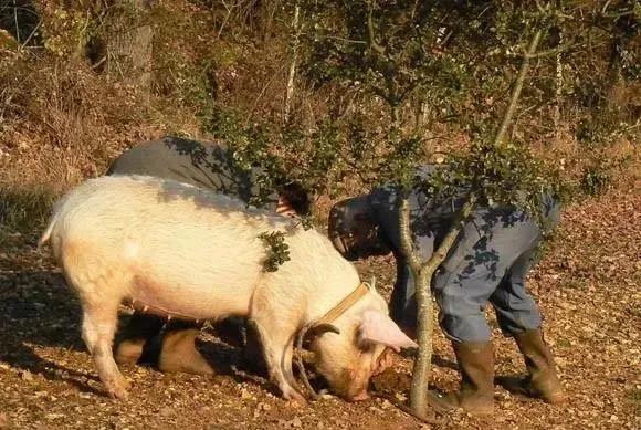 猪价上涨“刹车”，5月猪市会“一滑到底”吗？