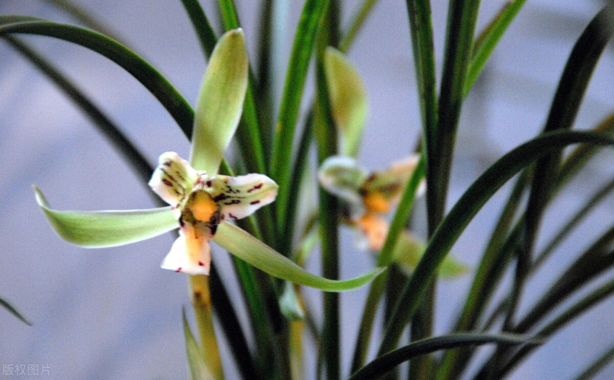 刘存发词集《清风之素心咏梅兰竹菊三百首》——念奴娇四首