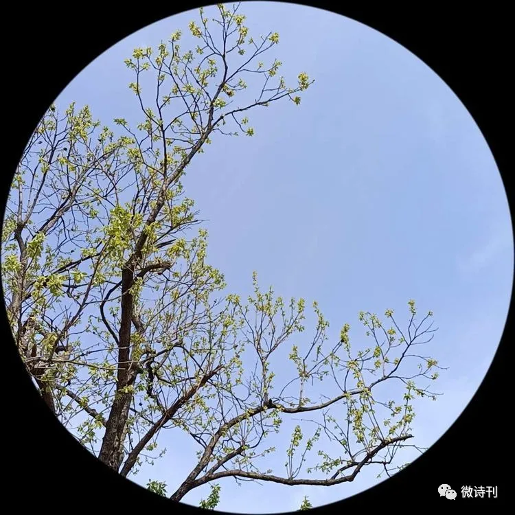 新诗推荐:著名诗人安娟英诗歌专辑