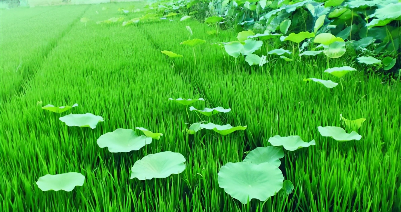 古诗词里的首夏，风清日朗 万物可爱-第3张图片-非凡网