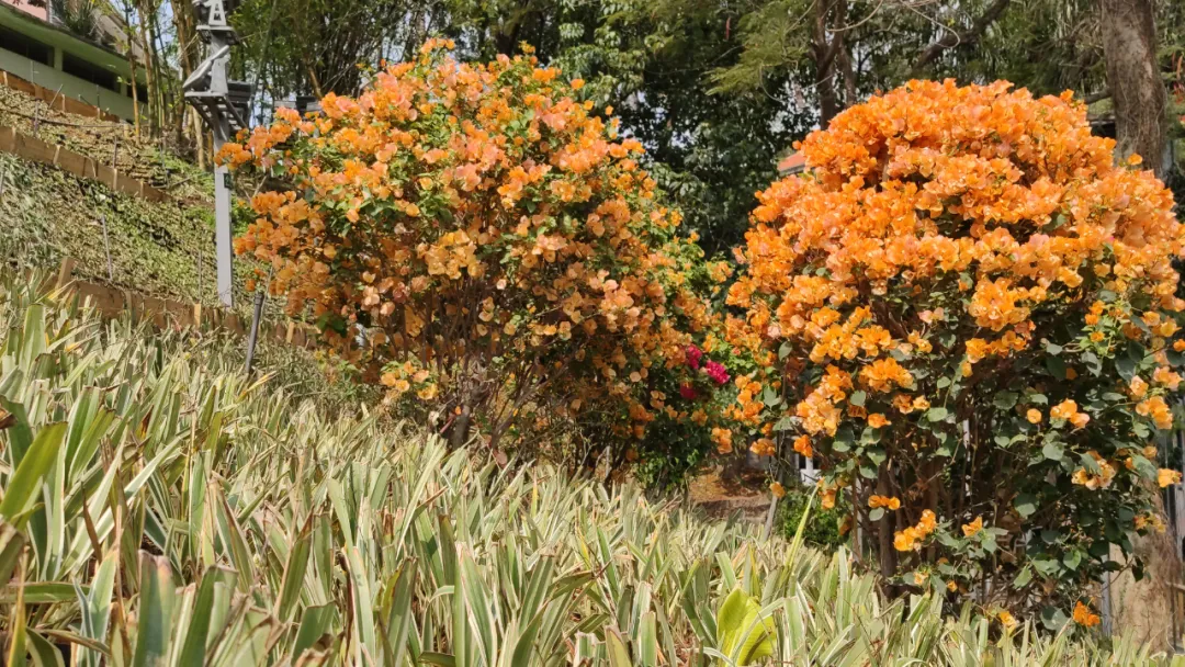 鼓浪屿花景惊艳“上新”,华丽蜕变春日绽放
