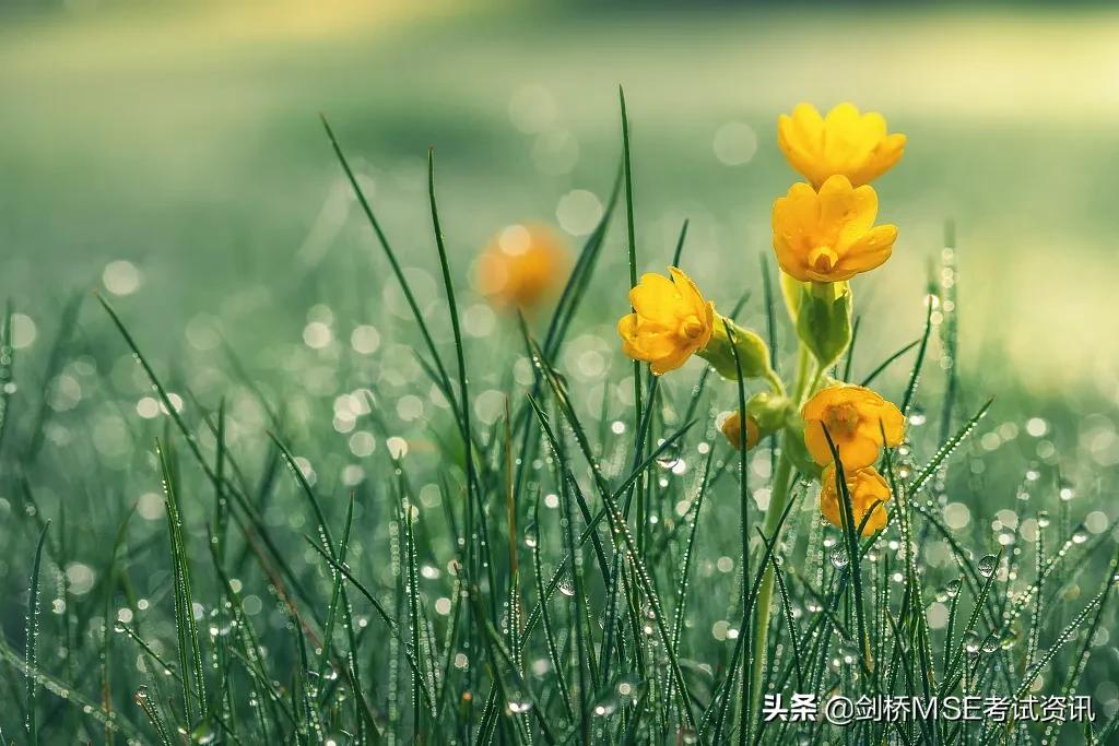 你知道“谷雨”用英语怎么翻译吗？丨双语说节气