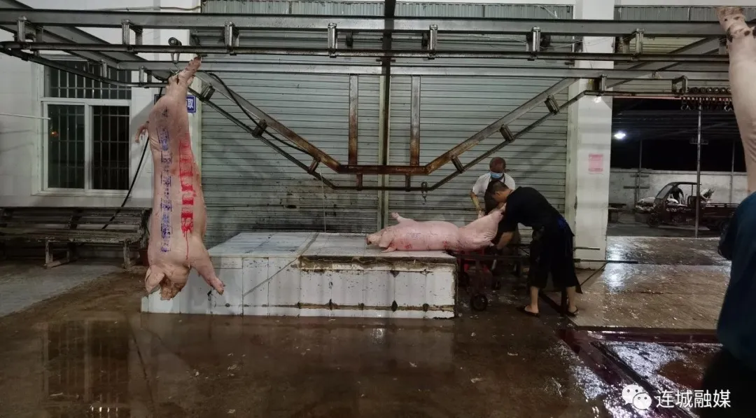 「我为群众办实事」连城：严把生猪屠宰检疫关 让群众吃上“放心肉”