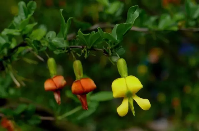 農村常吃的40種· 野菜，能治病能解饞，你吃過幾種呢？