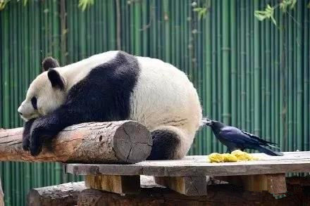 精选一组罕见的趣图；乌鸦薅熊猫屁股的毛做自己的巢-第7张图片-大千世界