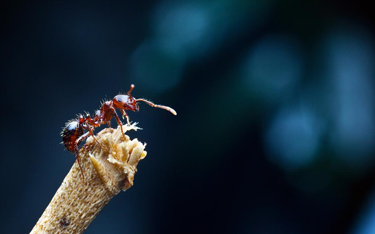 红火蚁入侵中国12个省，它是从哪儿来的？红火蚁真的势不可挡吗？