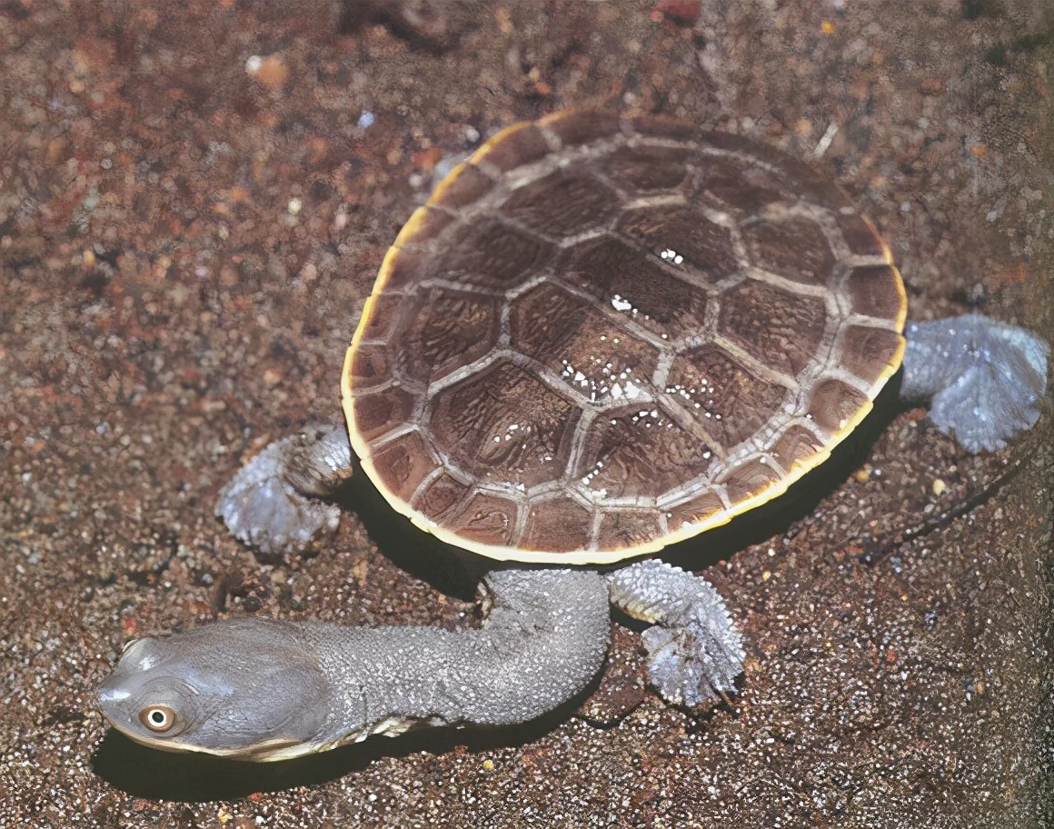 龟类图集_淡水两栖_西南渔业网 水花鱼 水产养殖专业