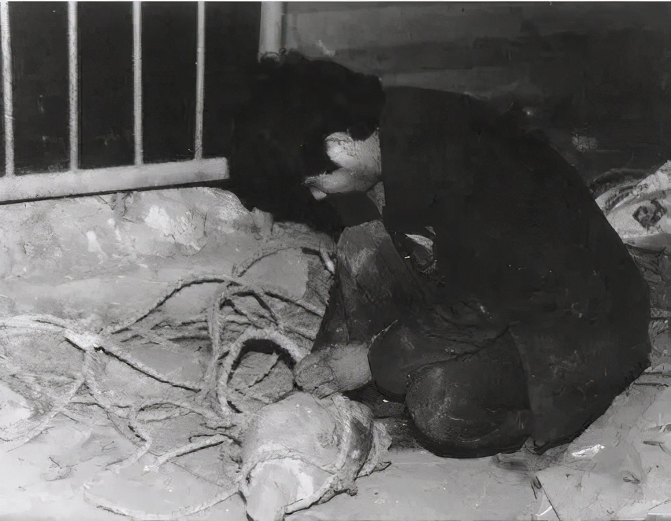 上世纪最大文物案：退伍军人偷走一颗泥人头，