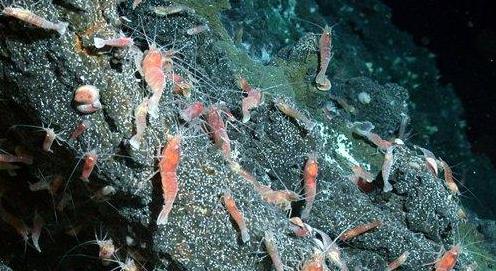 地球上的“奇怪”動物，它們有的不需要陽光，有的需要“夏眠”