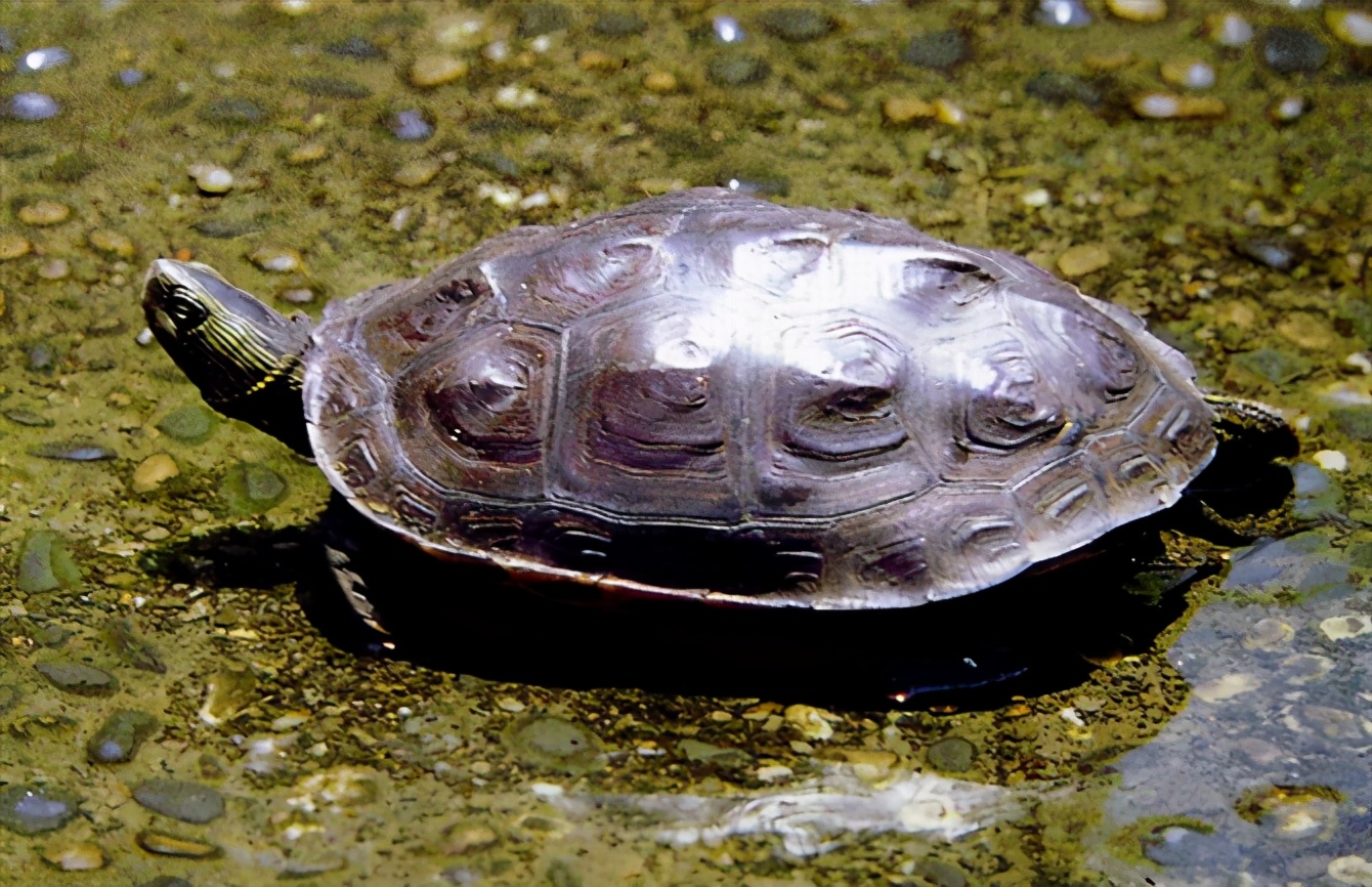 龟类图集_淡水两栖_西南渔业网 水花鱼 水产养殖专业网 渔业行业门户