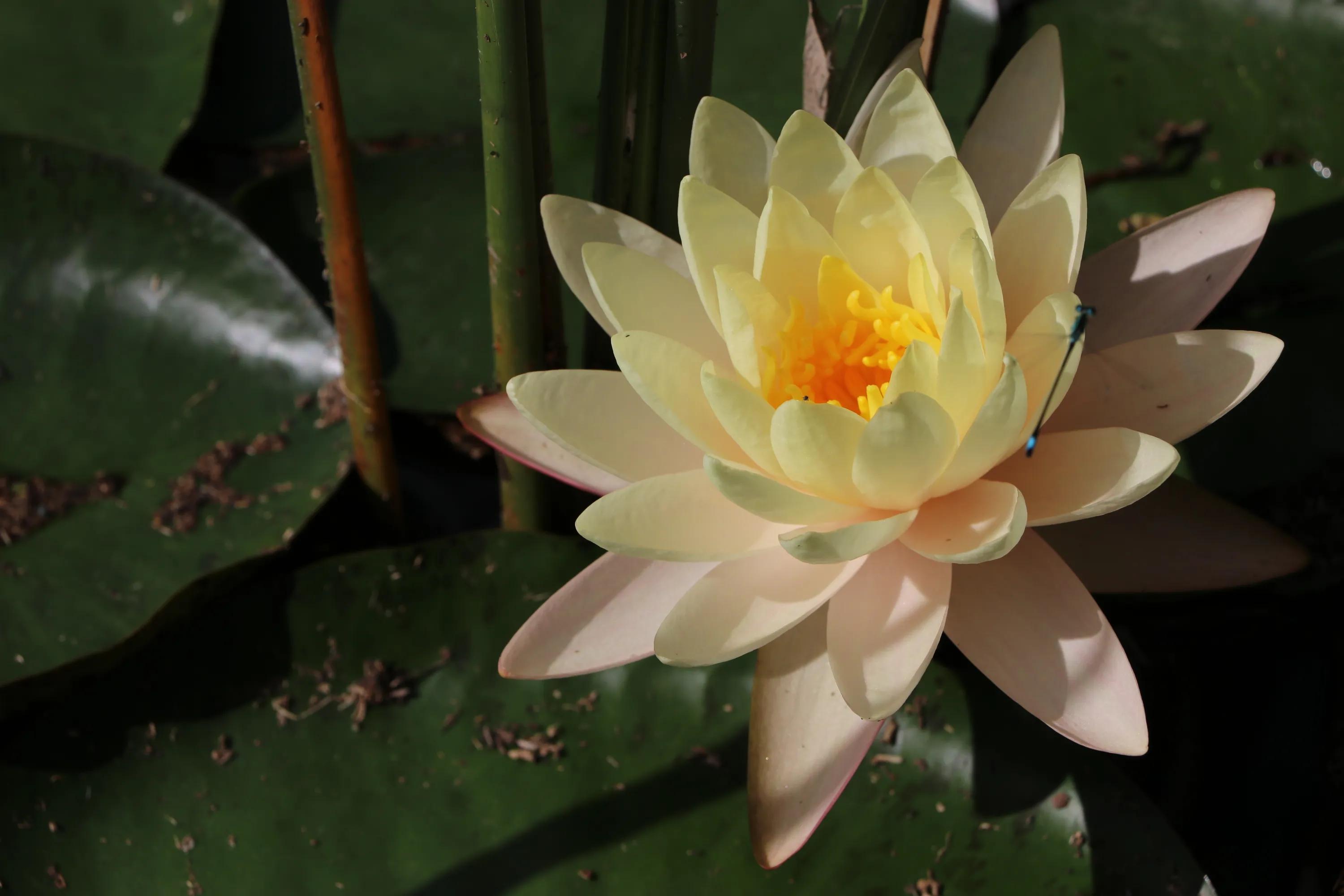 北京植物園一日游