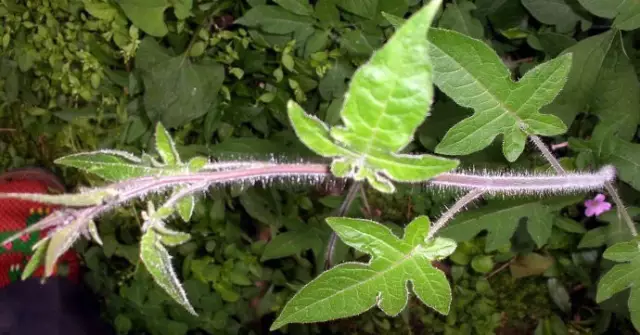 農村常吃的40種· 野菜，能治病能解饞，你吃過幾種呢？