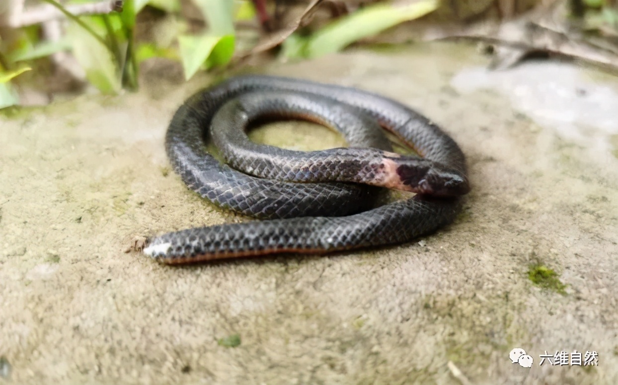 杭州一果園發現一條奇特的蛇 像有兩個蛇頭部 是小型鈍尾兩頭蛇 六維自然 Mdeditor