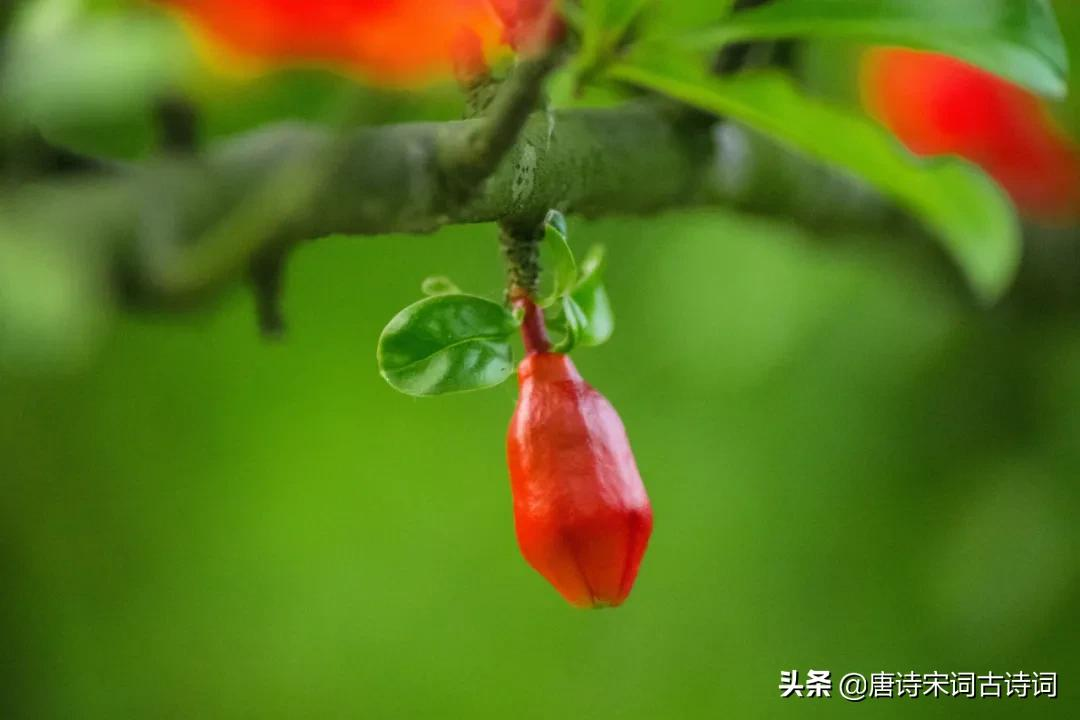 夏天的花儿-第6张图片-非凡网 夏天的花儿-第6张图片-非凡网