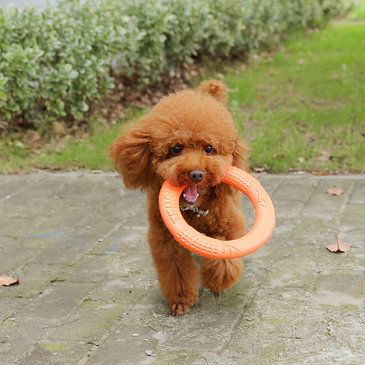 让狗狗幸福感“爆表”的12件小事，你完成了几件？