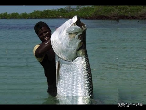 一起发生在中美洲的“水妖”事件，多名渔夫遭到巨型水中生物攻击