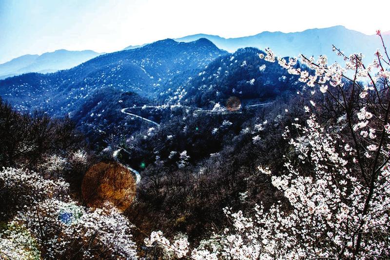 随州：踏春赏花自在行 大洪山里正当时