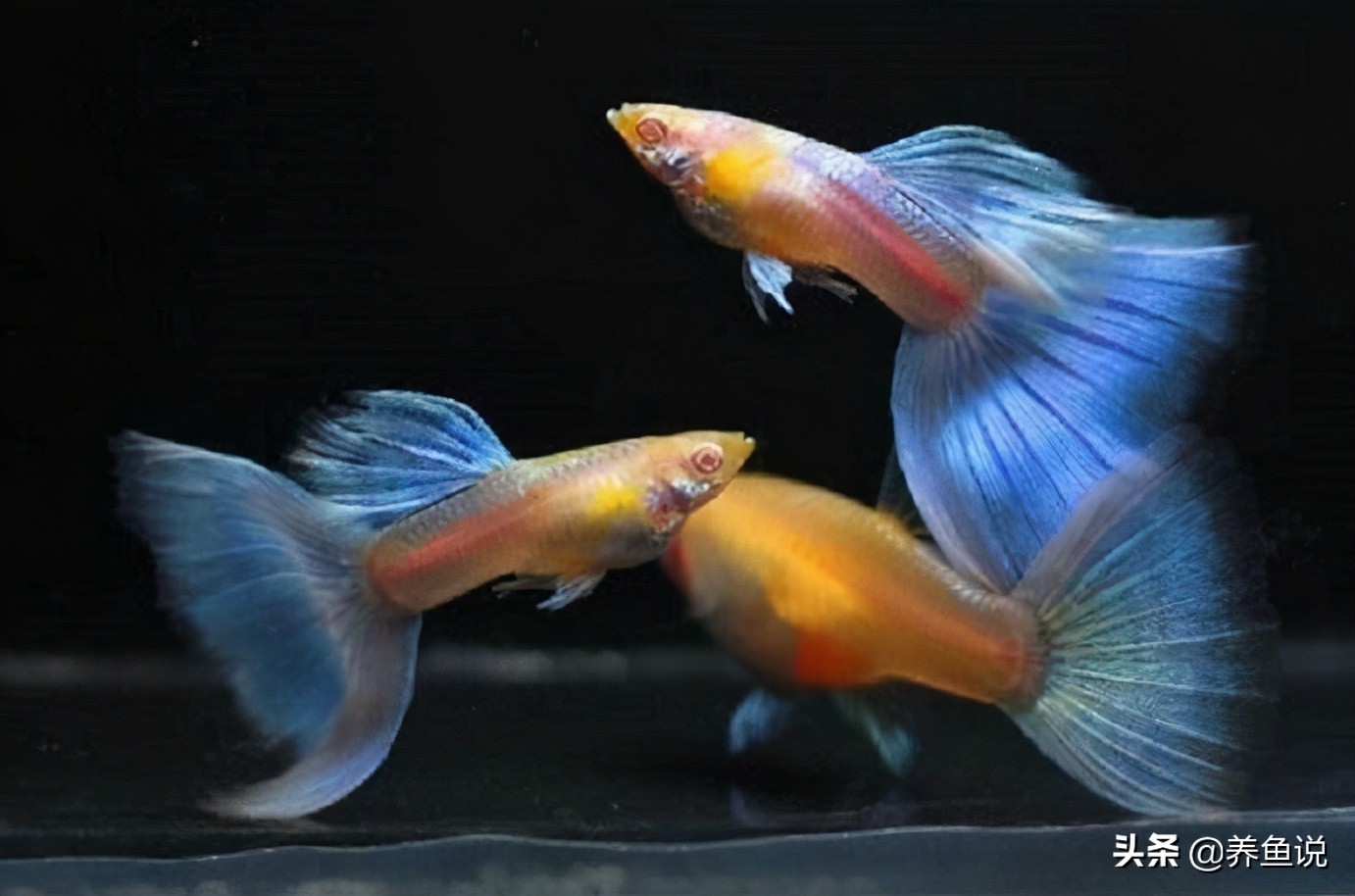 看完清醒 孔雀魚為什麼會吃自己的小魚 如何保護小魚健康成長 養魚說 Mdeditor