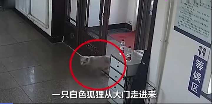 不愧是“狐貍精”，知道“有困難找警察”！東北銀狐進派出所求助